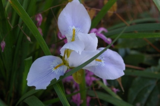 Iris unguicularis 'Walter Butt'
